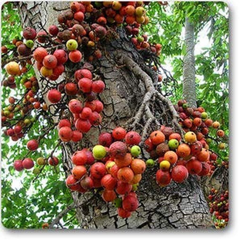 Goolar / Cluster Fig / Umber (ગુલર)